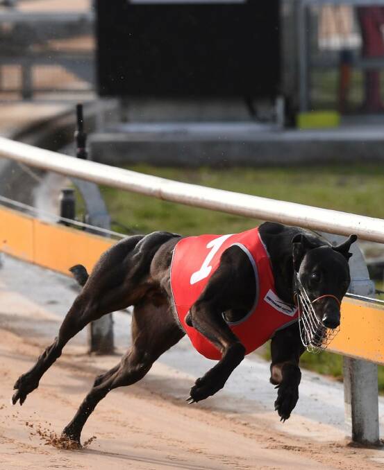 THEY'RE RACING: The Horsham Greyhound Racing Club will also host a meeting on Saturday night, with the first race due to begin at 5.10pm.
