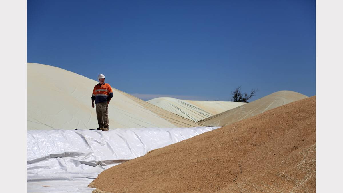MOUNTAINS OF GOLD: Site supervisor Ken Ough stands with this year’s harvest at AWB Grainﬂow Dimboola. Picture: THEA PETRASS