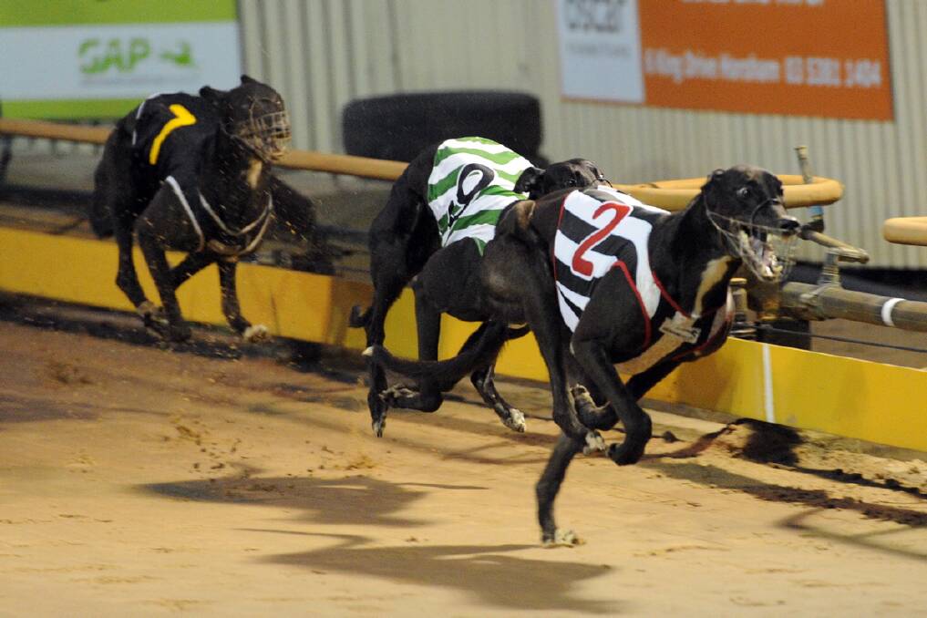 MARCH 2013: Peter Rocket, no 2, wins the Horsham Greyhound Cup 