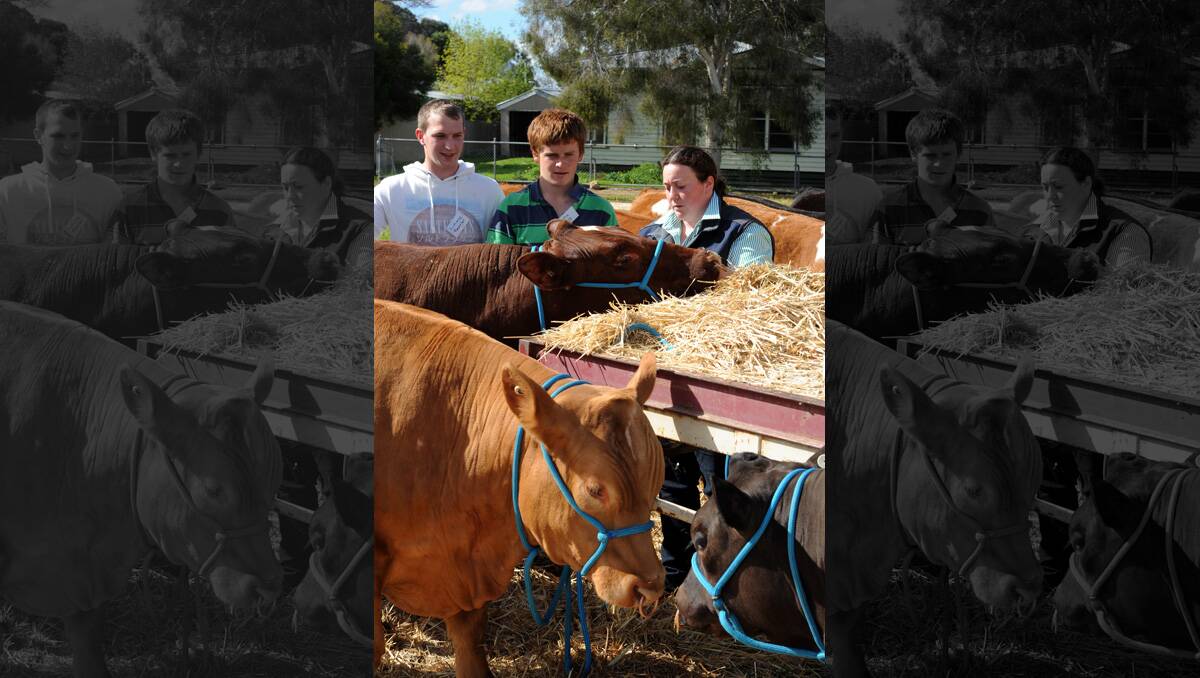 Prospective students Anthony Ferrier, Echuca, Locky Craig, Apsley, and second year student Hannah Torney with steers at Longy open day. 