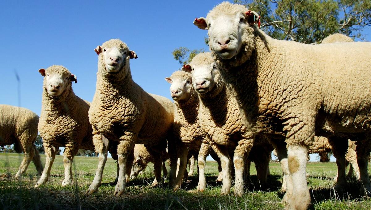 Sheep breeders have expressed fresh concern over the effectiveness of breeding values. 