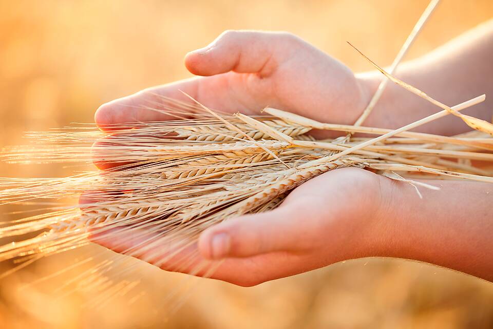 GOLDEN GRAIN: Michelle Marshall’s ‘Harvest’ is the latest winner in Wimmera Mallee Tourism’s monthly photo competition