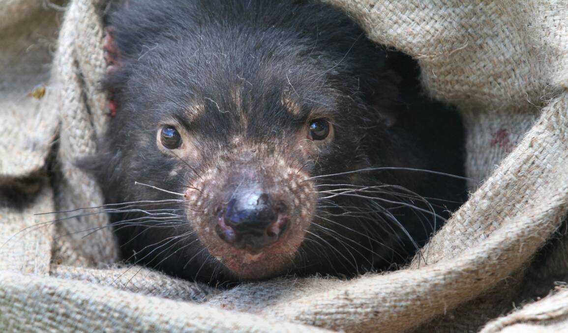 Halls Gap Zoo is joining international forces to save rare and endangered animals, including the Tasmanian devil and the southern white rhino. Picture: CONTRIBUTED