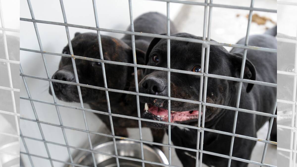 HOMELESS: These two staffordshire bull terrier males, aged two and four, need new homes. Picture: PAUL CARRACHER