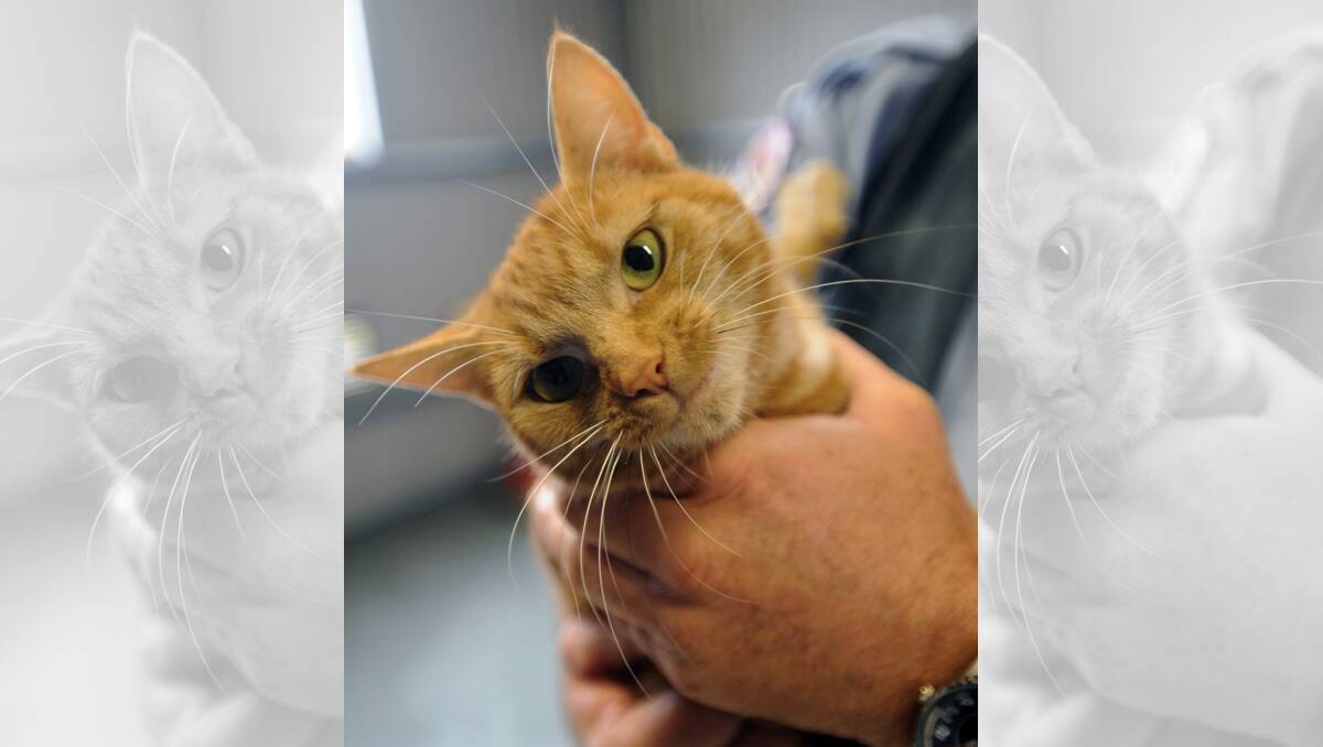CUTE: Ginger female, two years old. Call Horsham Rural City Council animal rehousing officer Wayne Lane on 0417 517 048 for more information on adoption. Pictures: PAUL CARRACHER