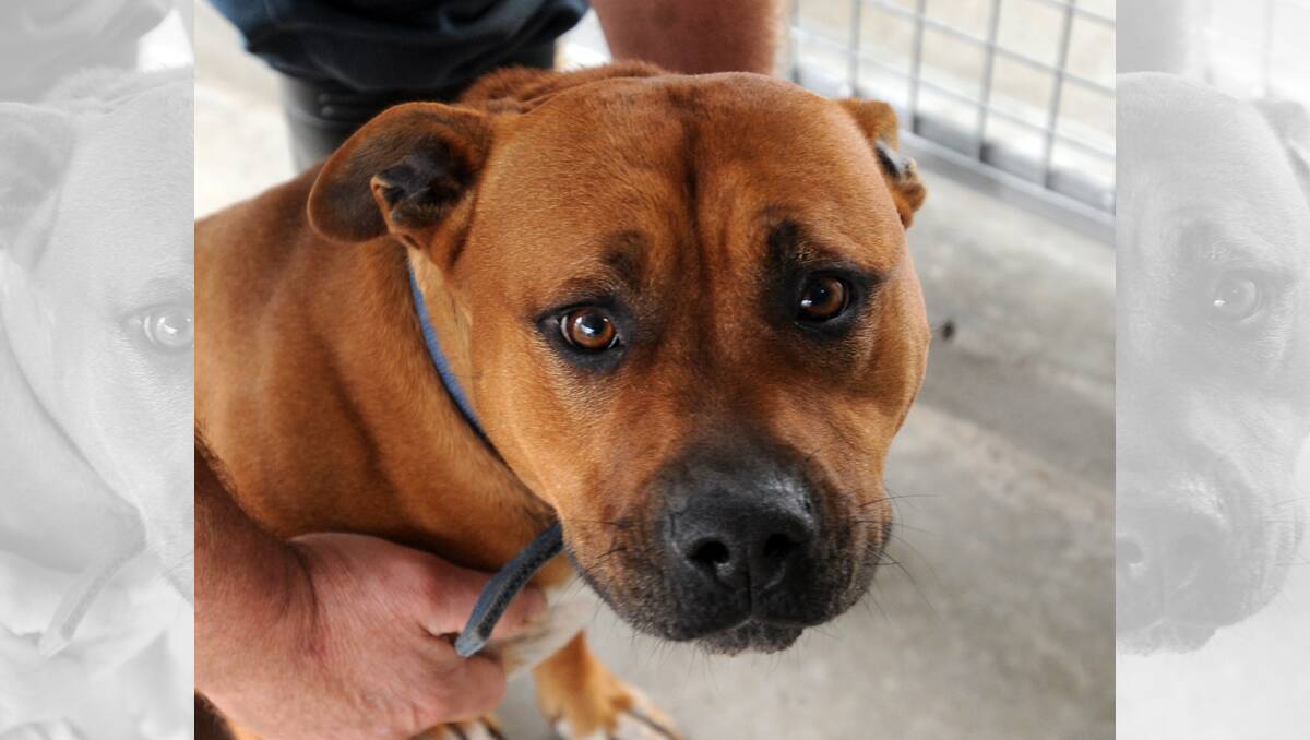 MEET KAOS: Kaos is a tan male American staffordshire terrier, desexed. Call Horsham Rural City Council animal rehousing officer Wayne Lane on 0417 517 048 for more information on adoption. Pictures: PAUL CARRACHER