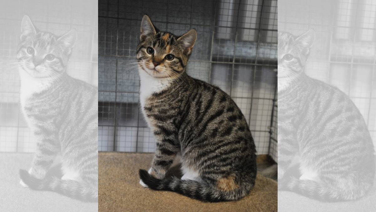 READY FOR A NEW LIFE: Tabby, female, two months old. Call Horsham Rural City Council animal rehousing officer Wayne Lane on 0417 517 048 for more information on adoption. Pictures: PAUL CARRACHER