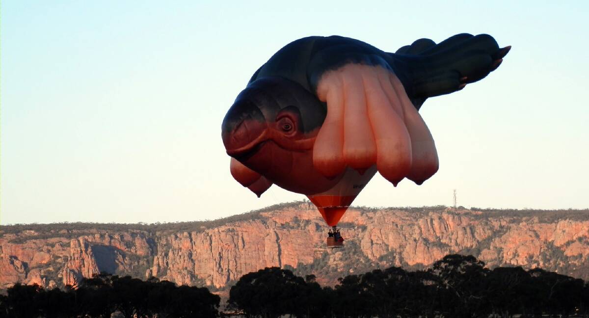 STRANGE APPARITION: An unusual hot-air balloon ﬂoats past Mt Arapiles this week. This picture was snapped by a member of the Sedgman family from the back door of their property ‘Tarneemara’ in Three Chain  Road, looking south-west towards Mt Arapiles.