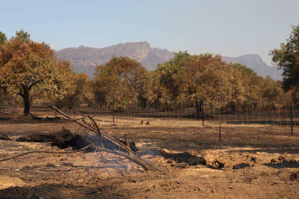 FIRES: Fires at the olive plantation at Laharum Grove left behind devastation for owner Deirdre Baum. Picture: THEA PETRASS