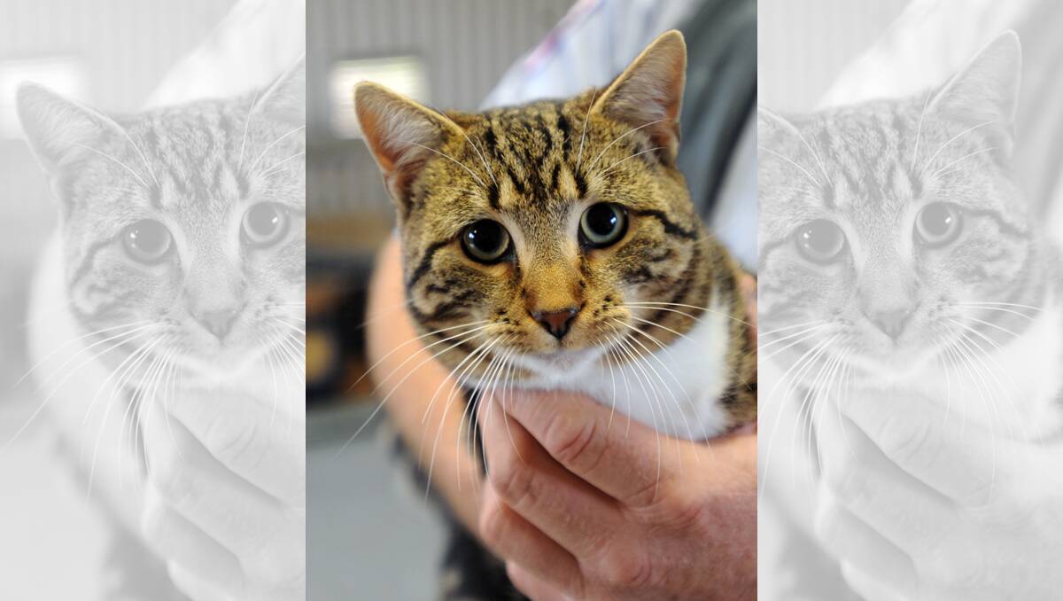 UP FOR ADOPTION: Tabby, male, 2 years old. Call Horsham Rural City Council animal rehousing officer Wayne Lane on 0417 517 048 for more information on adoption. Pictures: PAUL CARRACHER