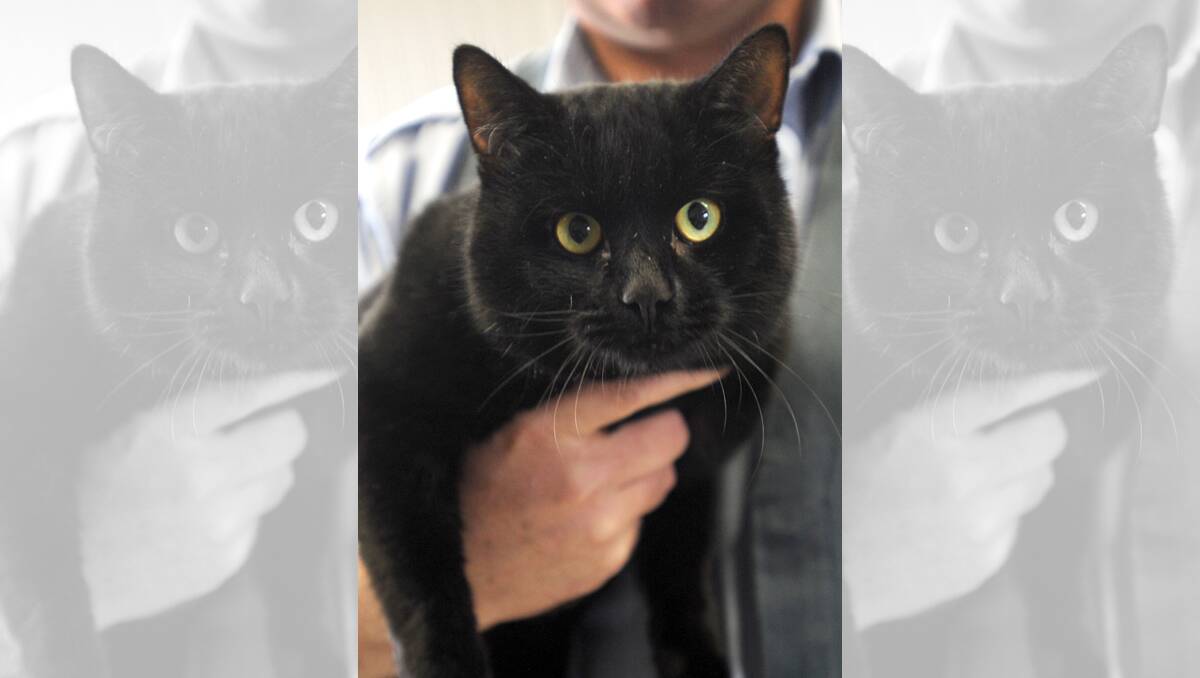 OWNERLESS: Black male, one year. Call Horsham Rural City Council animal rehousing officer Wayne Lane on 0417 517 048 for more information on adoption. Pictures: PAUL CARRACHER