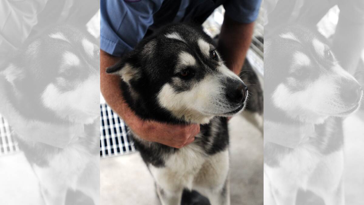NEW OWNER PLEASE: Huskey, male, four years old. Call Horsham Rural City Council animal rehousing officer Wayne Lane on 0417 517 048 for more information on adoption. Pictures: PAUL CARRACHER