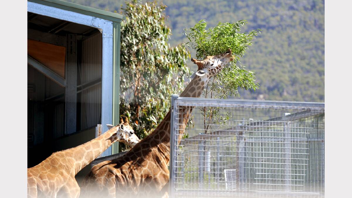 RELIEF: The Halls Gap Zoo animals were unaffected by the Grampians bushfires.
