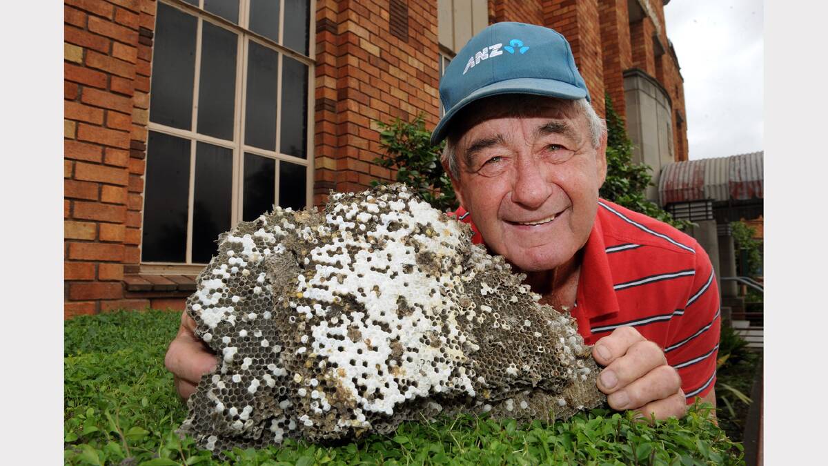 HIVE OF ACTIVITY: Warrack Pest Control’s David Schache uncovered a rare find in the Wimmera last week when he was called to treat a European wasp nest in Horsham. Picture: PAUL CARRACHER