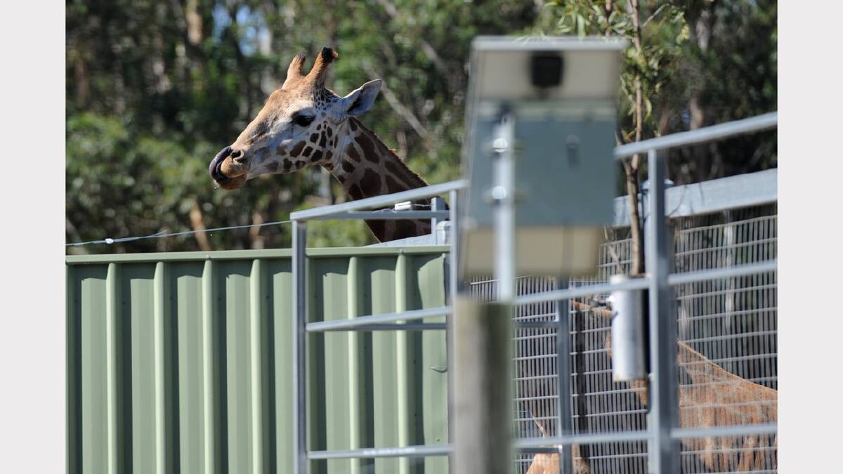 RELIEF: The Halls Gap Zoo animals were unaffected by the Grampians bushfires.