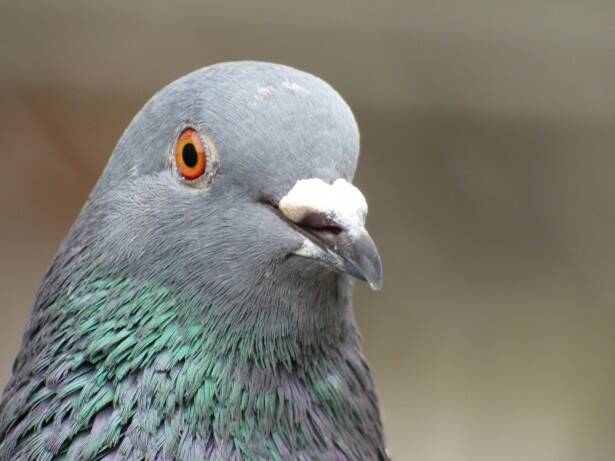 Man in the Corner | Pigeon probes privacy on phone