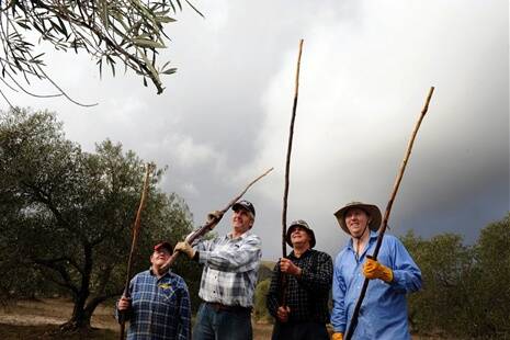 Sal Duff, Ross McIntyre, Peter Rintoule and Brendan Nitschke olive harvesting at Laharum Grove.