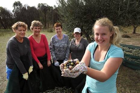 Helen Ladlow, Julie Rogers, Sharon Clough, Fiona Jones and Rebecca Clough olive harvesting at Laharum Grove.