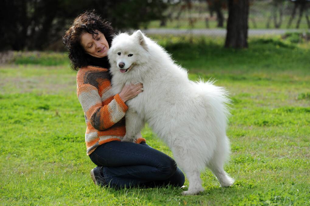 Horsham dog breeder Tiffany Evans bonds with her four-legged friend Aurora. The seven-yearold samoyed is being prepped for Horsham Wimmera Kennel Club’s championship show at Horsham Showground at the weekend. Picture: PAUL CARRACHER