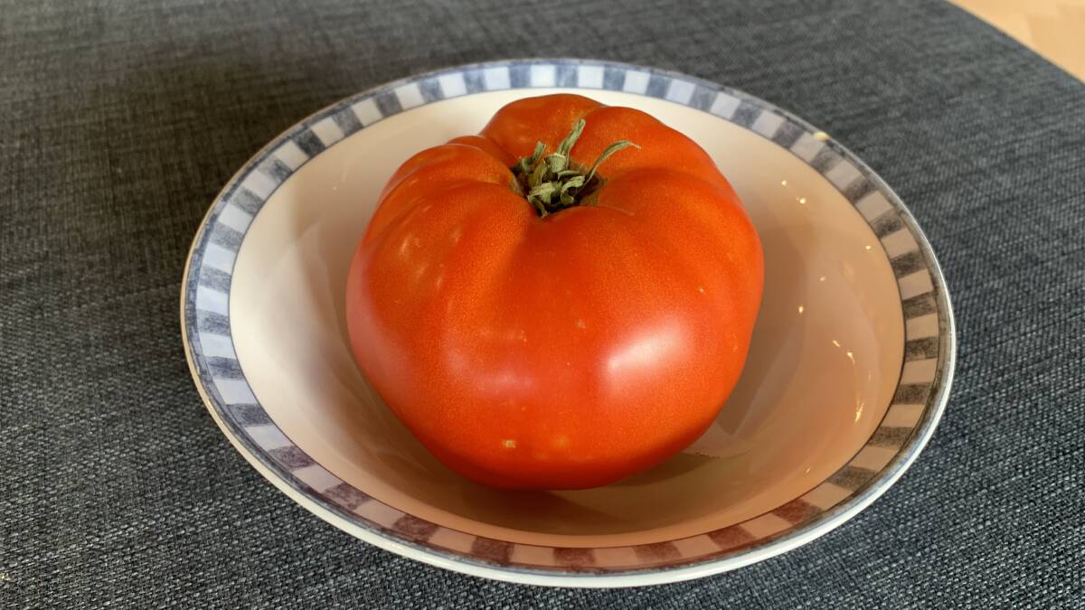 AWESOME: The biggest tomato of Mr Panozzo's crop this season weighs almost half a kilo. Picture: ALISON FOLETTA.