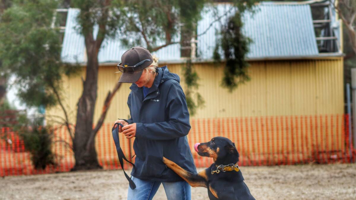 TREATS: Kahlee O'Leary from Cavendish with her dog looking for a post trial award. Picture: BART TURGOOSE.