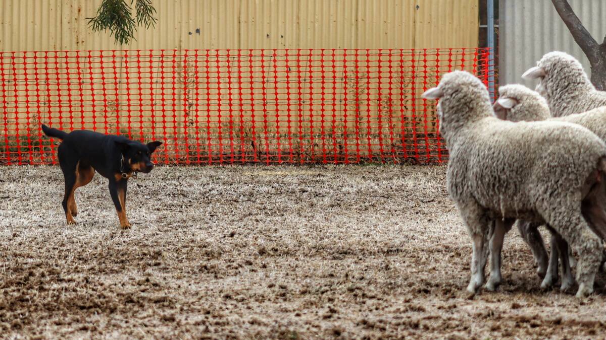 SHOW TIME: A yard dog following his cues for the Yard Dog Trial. Picture: BART TURGOOSE.