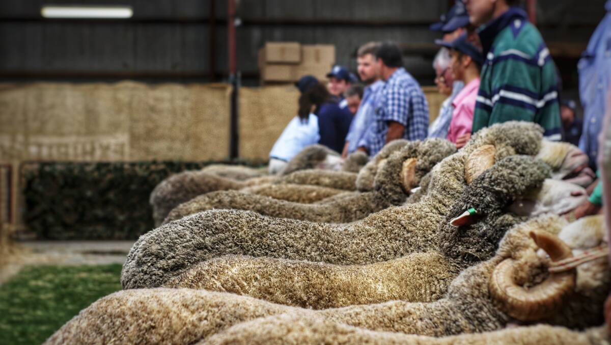 IN LINE: A row of sheep on show for the junior catergory. Picture: BART TURGOOSE.