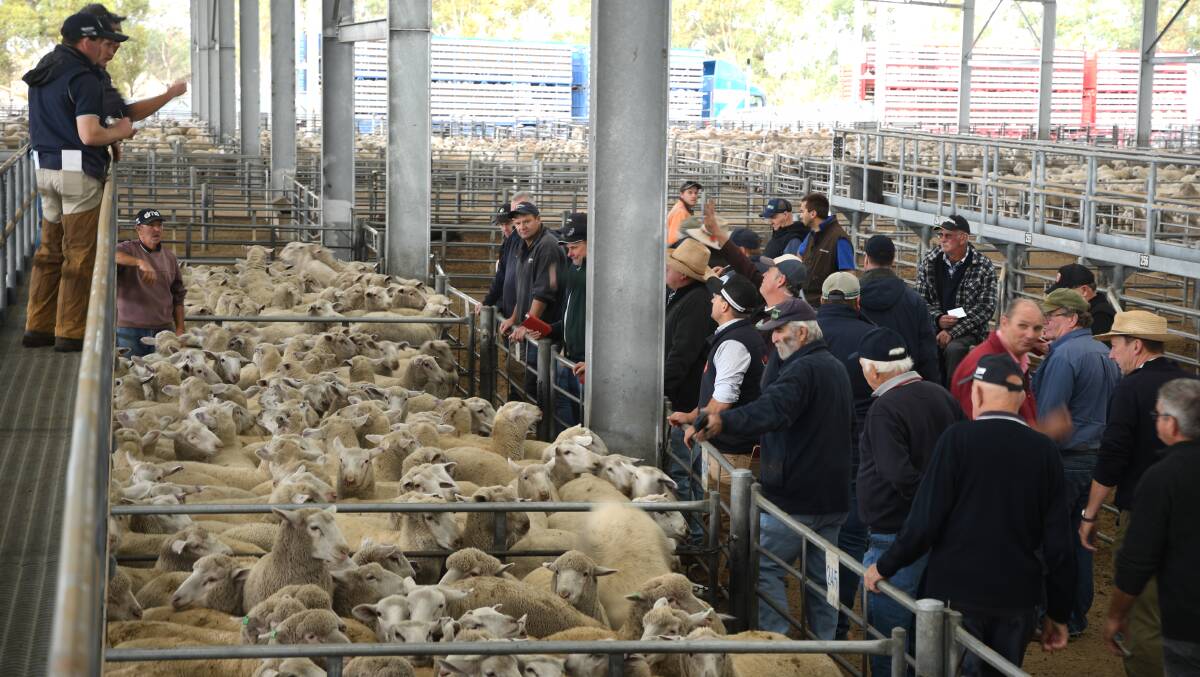 STOCK: Sellers put forward 11800 lambs, 2550 Merino Lambs, and 4750 Sheep in total. Picture: ALEX DALZIEL