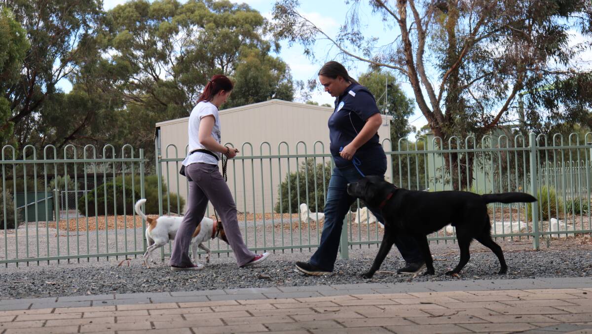 TRAINING: Jen Schirmer (left) and Angela Van de Wouw with dogs Sansa and George. Picture: CONTRIBUTED