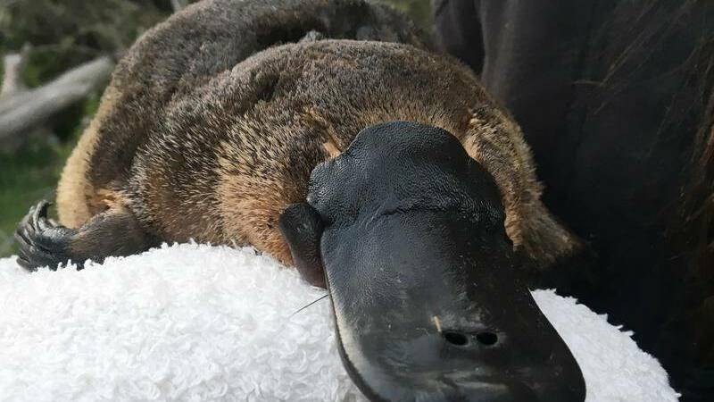 THREATENED SPECIES: Biodiversity groups seek to protect the remaining platypus colony in the Wimmera. Picture CONTRIBUTED