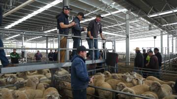 PRECAUTIONS: New biosecurity measures have been introduced at the Horsham Livestock Exchange to combat the potential spread of foot and mouth disease. Picture: ALEX DALZIEL