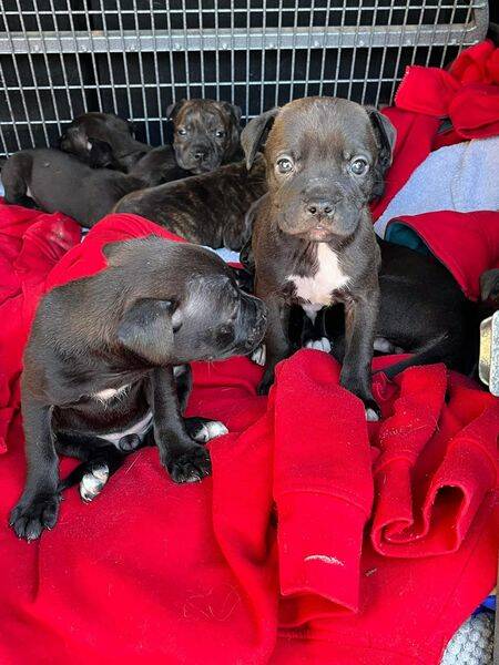SAFE: Cleo's 10 Staffy puppies were in a rear living room when the fire started. Picture: PHOENIX ANIMAL RESCUE