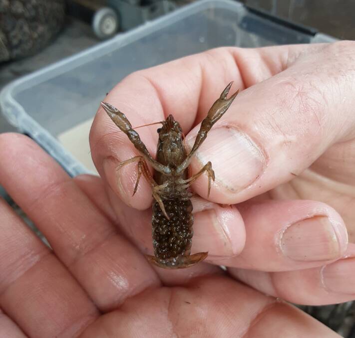 In Berry: A western swamp crayfish with eggs found in the Burnt Creek refuge pool. Picture: Wimmera CMA