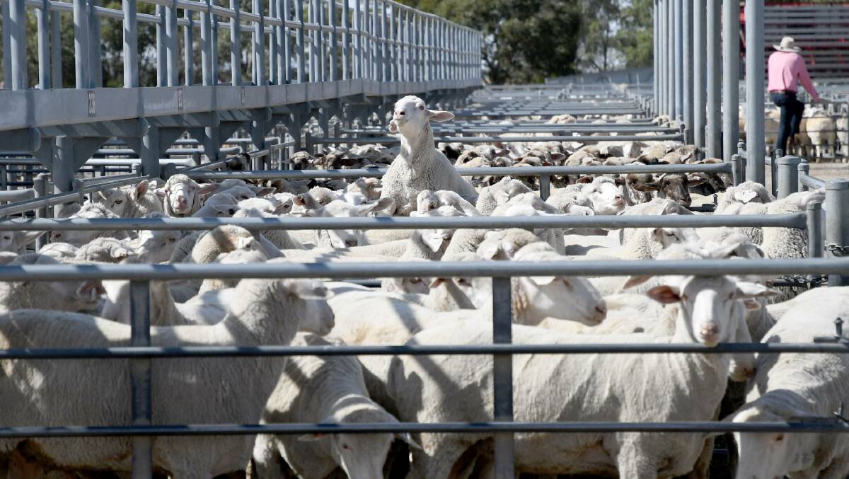 LIVESTOCK: The Horsham Regional Livestock Exchange is Victoria's fourth largest sheep and lamb market. Picture: FILE