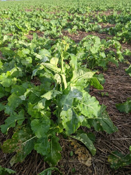 RECORD: Budding canola crops at Tim Rethus' farm. Picture: CONTRIBUTED