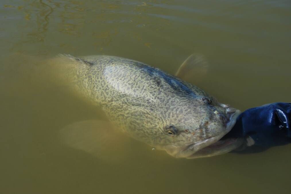 GONE FISHING: The Murray cod proposal was suggested to the VFA by VRFish, a representative body for recreational fishers in Victoria. Picture: CONTRIBUTED