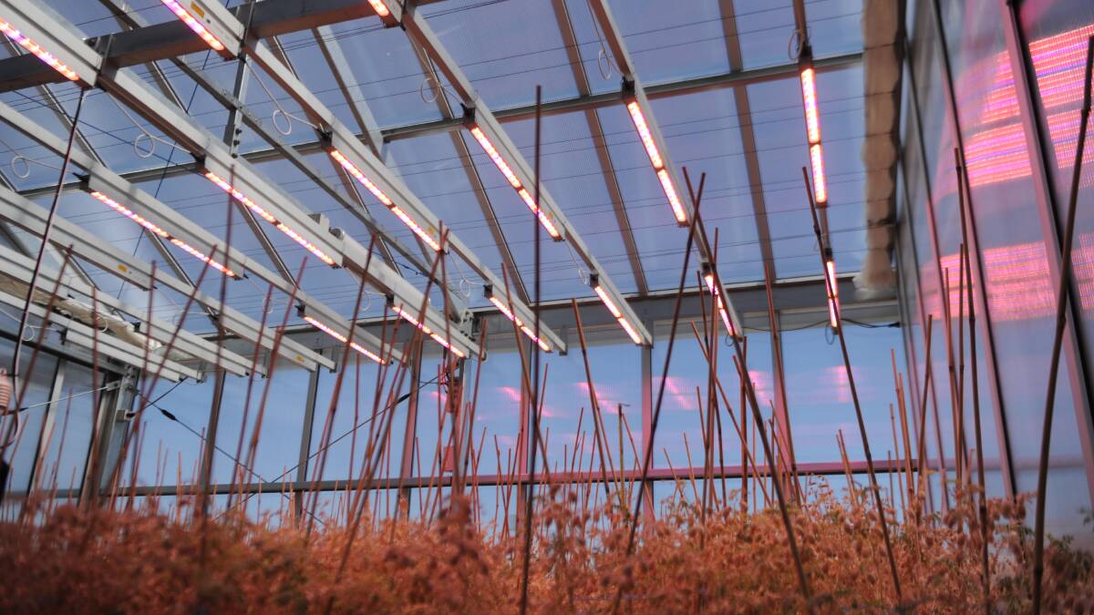 LIGHTS: Pink LED lights replicate the sun for plants in the glasshouse. Picture: ALEX DALZIEL