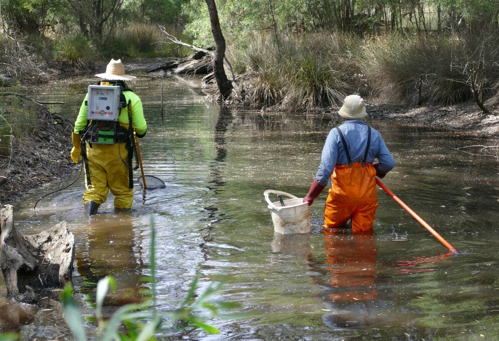 Making every drop count: Ecologists Bryce Halliday and Chris Bloink conduct fish surveys in the Wimmera River. Picture: Wimmera CMA.