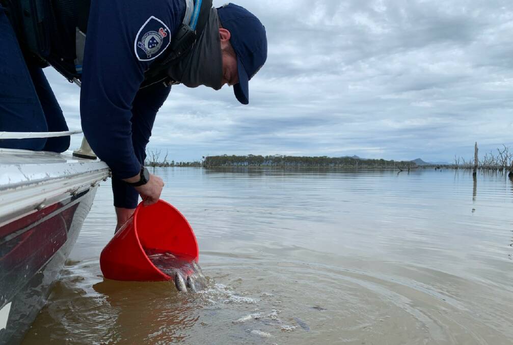 TOP UP: Murray cod being released into the waters of Taylors Lake by the Victorian Fisheries Authority. Picture: CONTRIBUTED