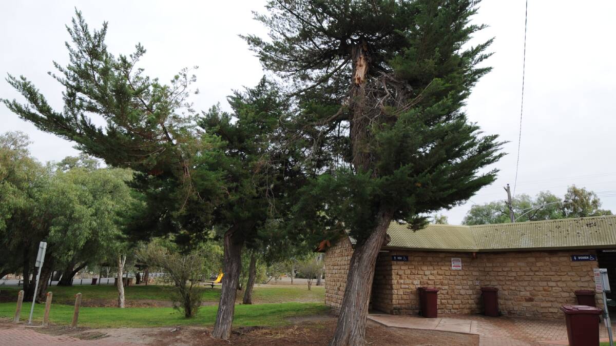 RISK: The two pine trees council will remove from the centre of Natimuk. Picture: ALEX DALZIEL