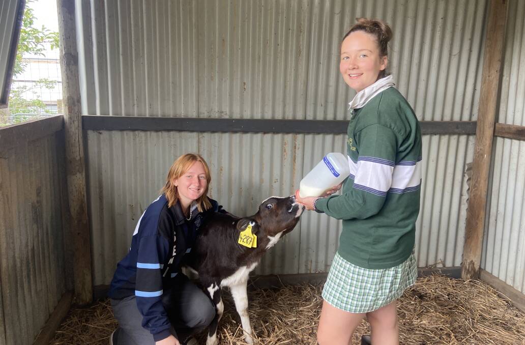 CALF: Patria and Maisy giving a calf its first feed at Goroke P-12 college. Picture: CONTRIBUTED
