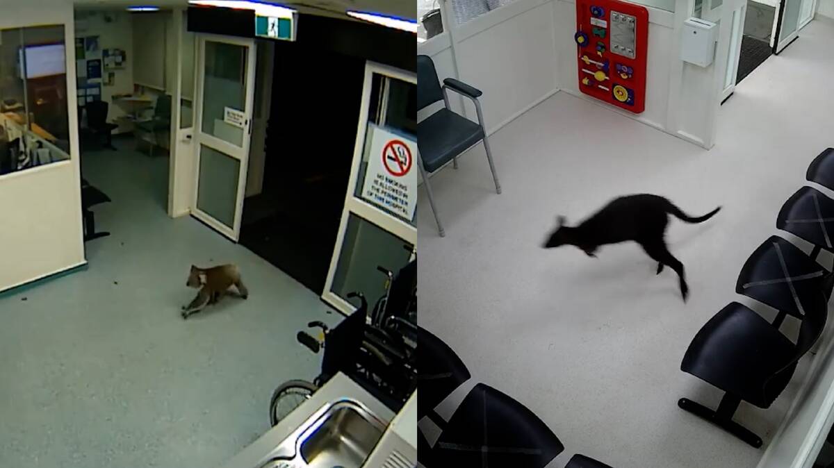 Is this Australia's wildest hospital? A koala and a wallaby both visited the same emergency department six years apart
