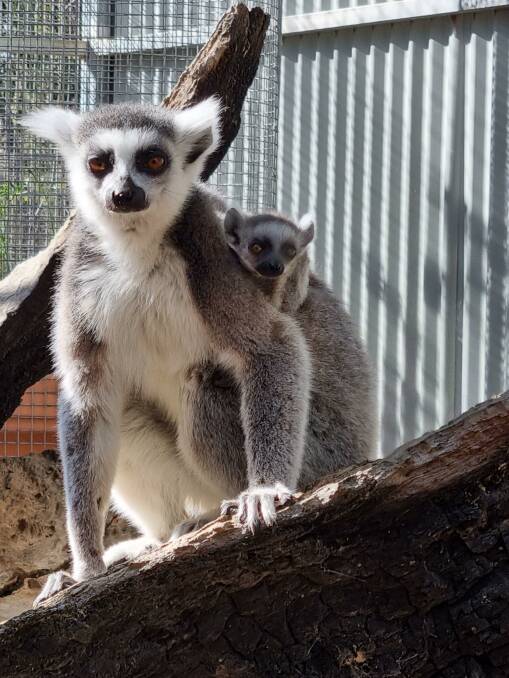 NAME: Help us to name the newest Ring-tailed Lemur at Halls Gap Zoo. Picture: CONTRIBUTED, HALLS GAP ZOO
