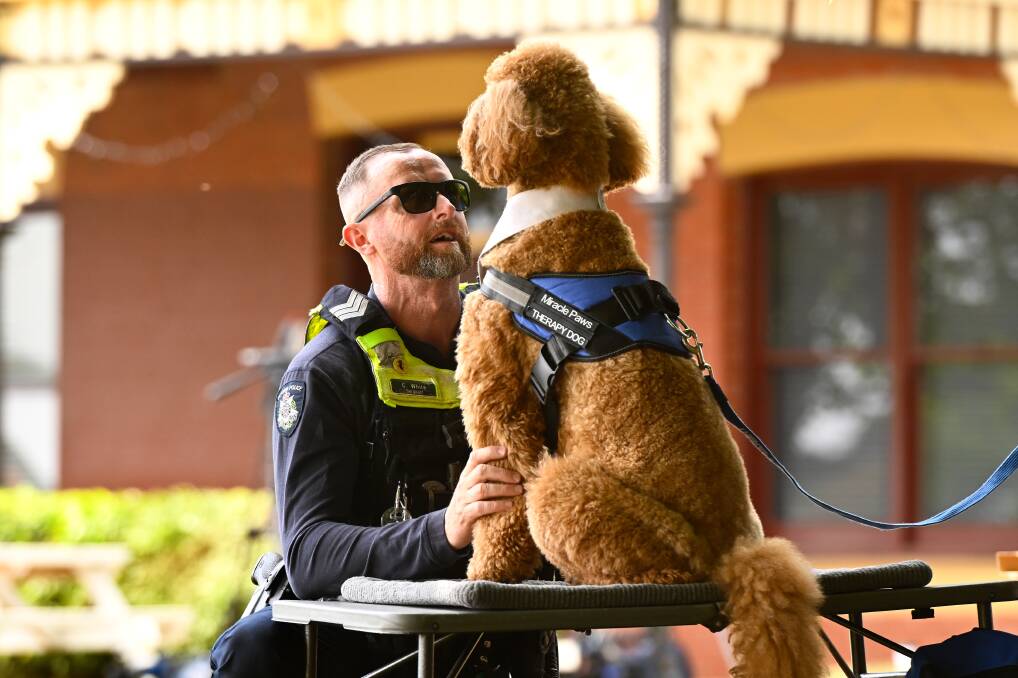 A police officer says g'day to therapy dog 'Chilli' from Miracle Paws in Albert Street Daylesford on Monday. Picture by Adam Trafford.