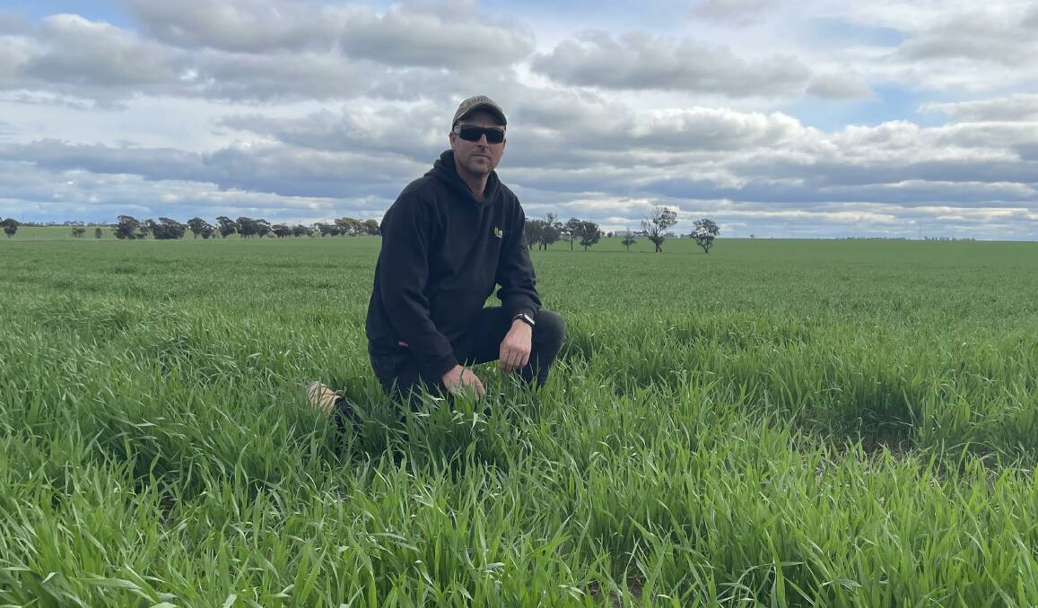 Dooen farming manager Gavin Puls with this year's wheat crop on his family's farm. Land like this on his property could soon be under a mining licence. Picture by Sheryl Lowe