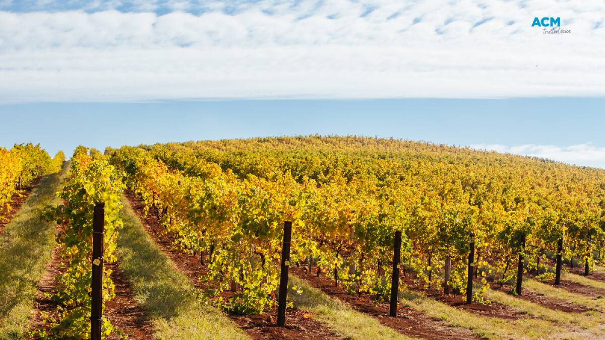 Myrrhee vineyards in Australia's King Valley. Picture: Shutterstock