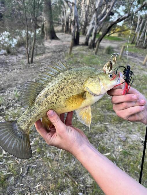 Bryce from Just My Luck Fishing caught this Yellowbelly in the Wimmera River in September. Pictures supplied
