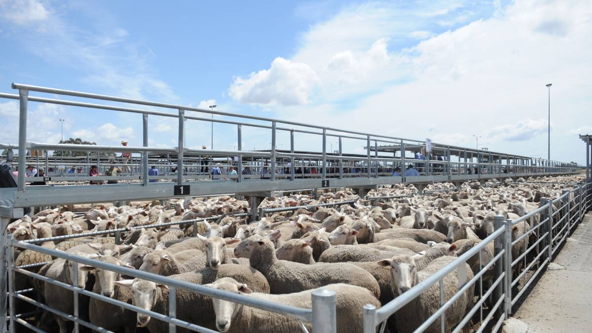Animal activists target Wimmera stock agent