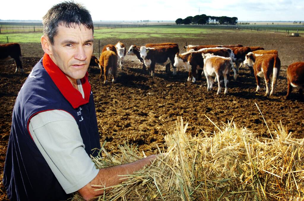 John Goldsmith checking over the steers in the cattle yard at Longerenong College in 2006.