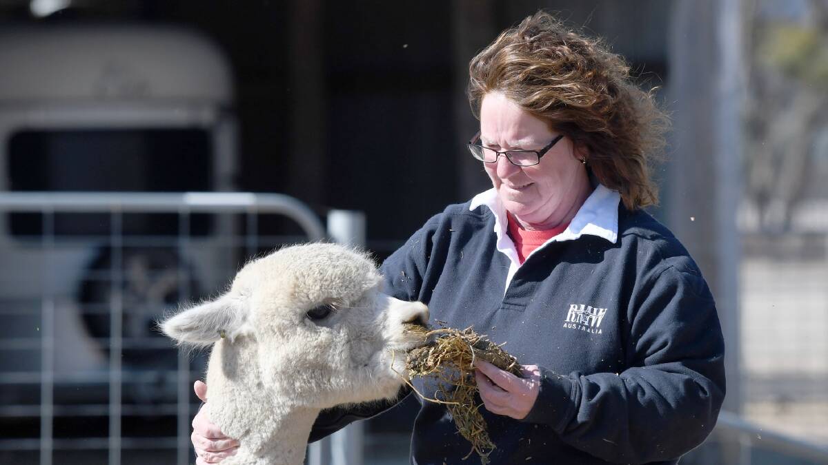 Laharum alpaca stud thrives as market grows